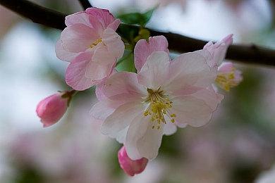 背刺一半？《纪元117：罗马和平》国区价格永降